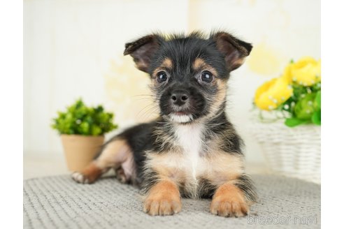 成約済の茨城県のミックス犬-283245の5枚目